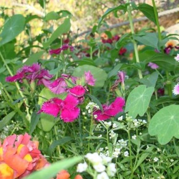 Meet your Posher, Marie - Picture 1 of 1